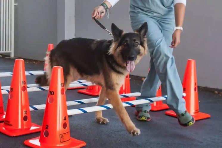 German shepherd with degenerative myelopathy undergoing physical therapy during treatment