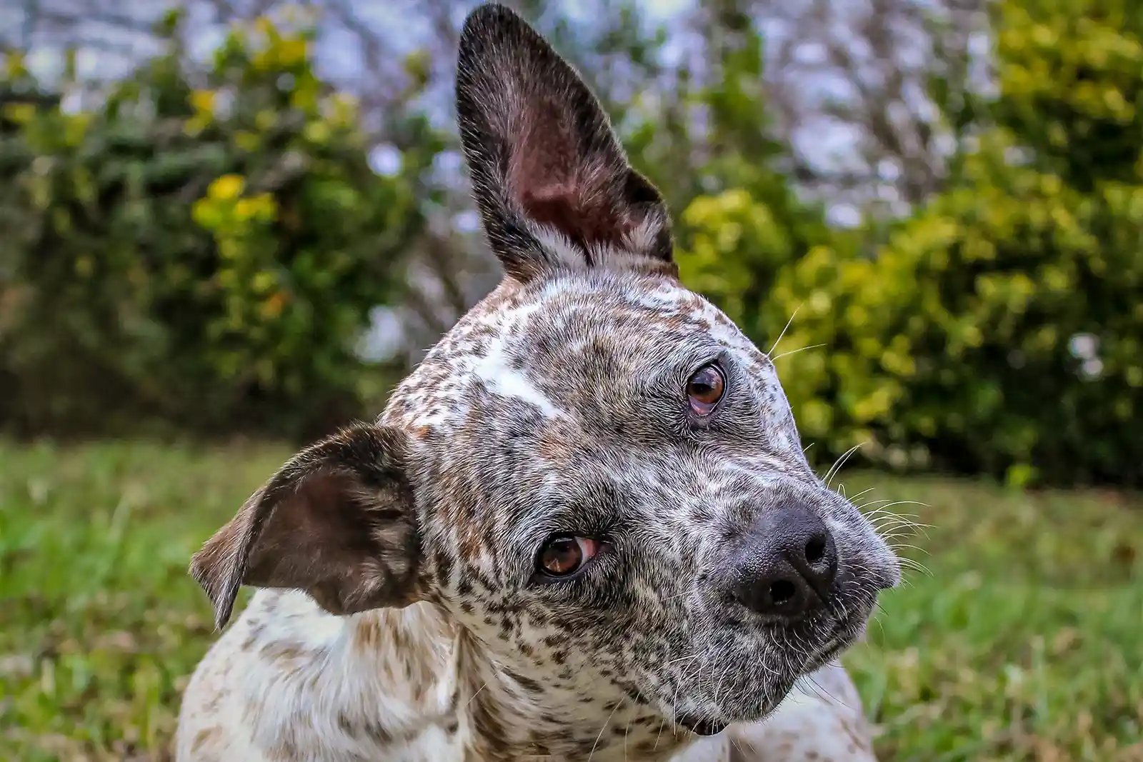 A curious dog head tilt