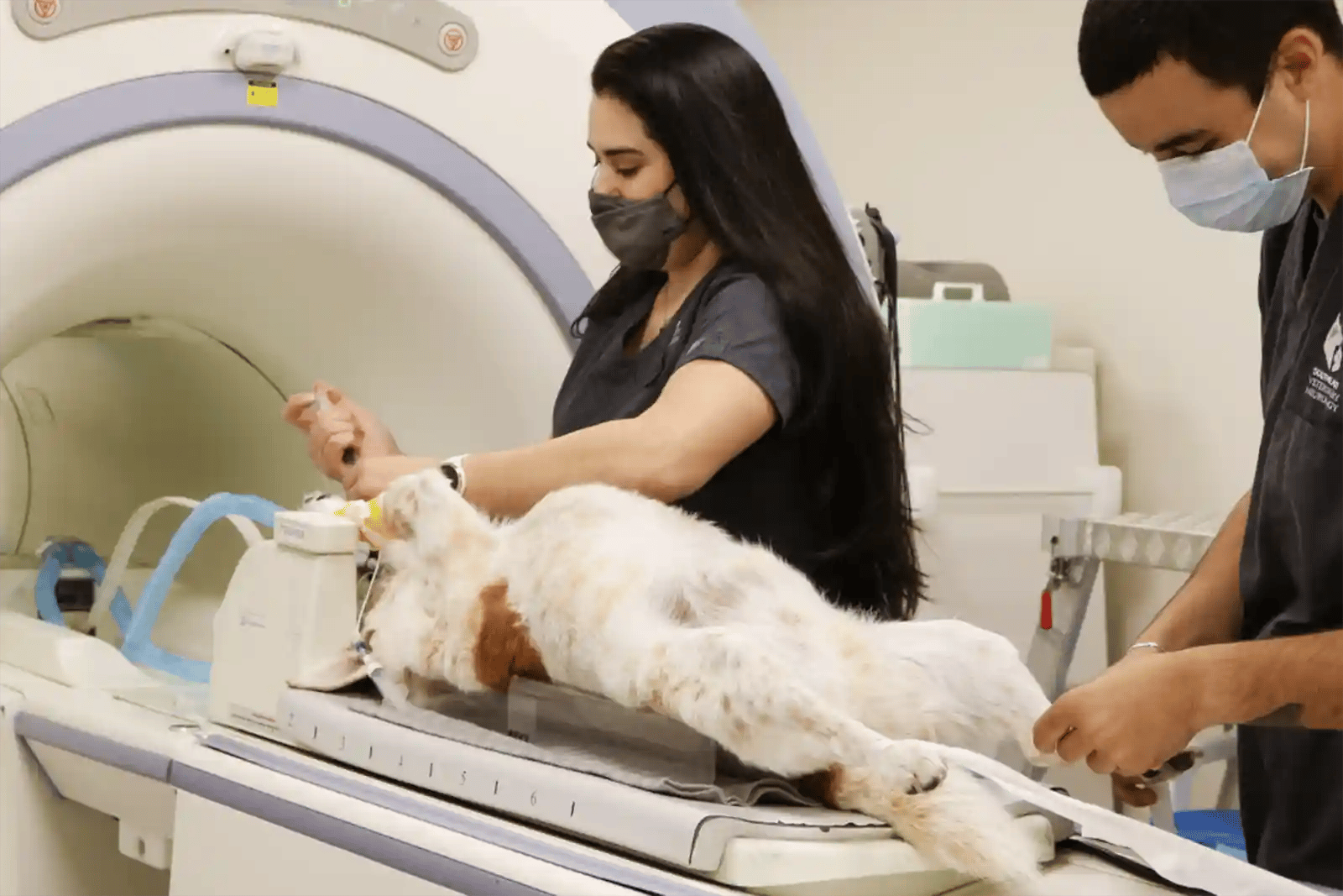 SEVN veterinary technicians prepare a dog for MRI
