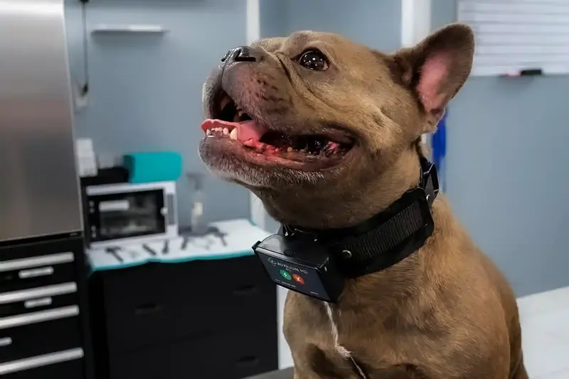 A French bulldog patient wears the Milo VNS collar, a new treatment option for dogs whose epilepsy is not adequately controlled with dog seizure medication.