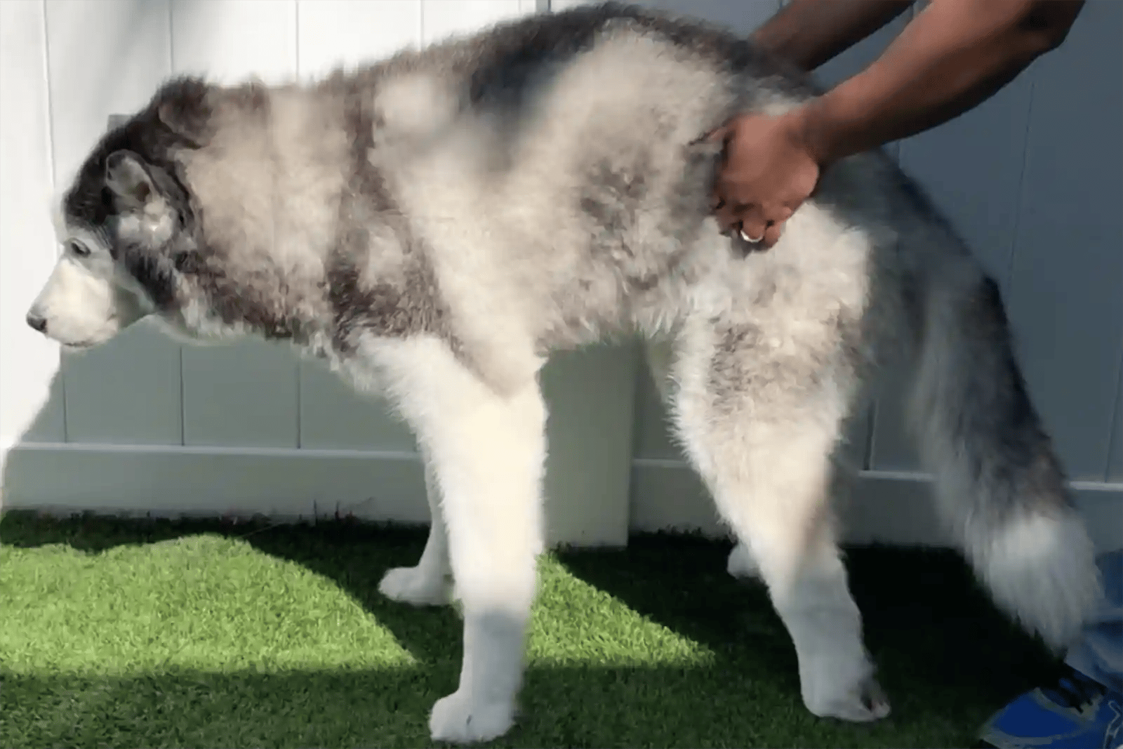 https://sevneurology.com/hs-fs/hubfs/website/Blogs/dog-cant-walk-back-leg-husky.webp?height=1068&name=dog-cant-walk-back-leg-husky.webp&width=1600&utm_source=chatgpt.com