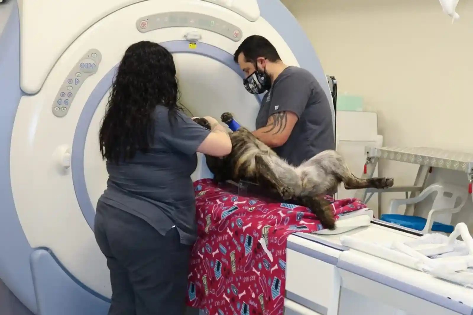 dog having MRI to diagnose degenerative myelopathy