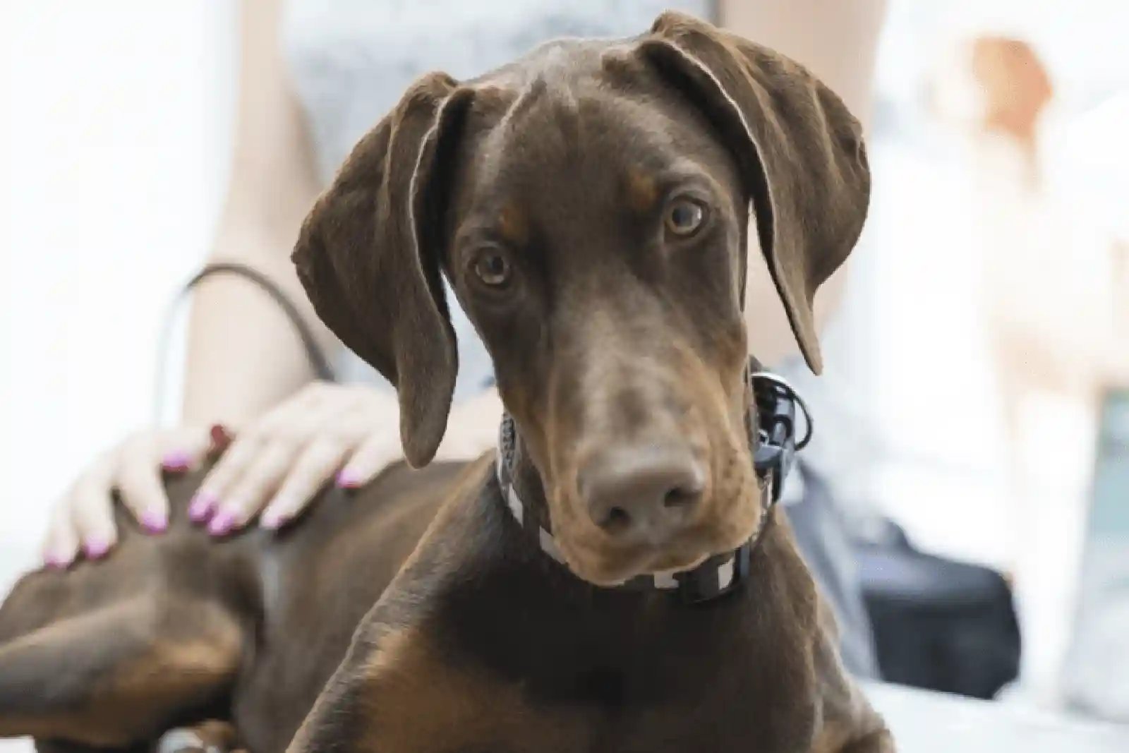 Doberman brought in for dog head shaking