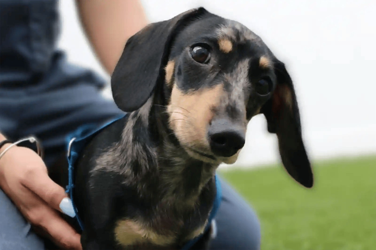 dachshund with dog vertigo