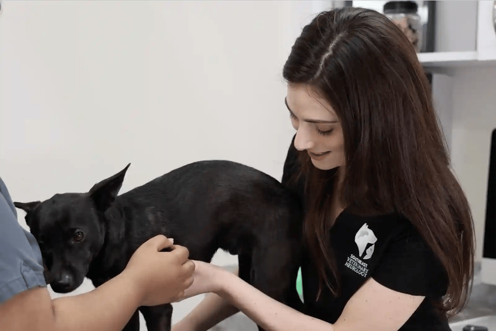 A patient presents with an arched or hunched back, a common early sign of IVDD in dogs.