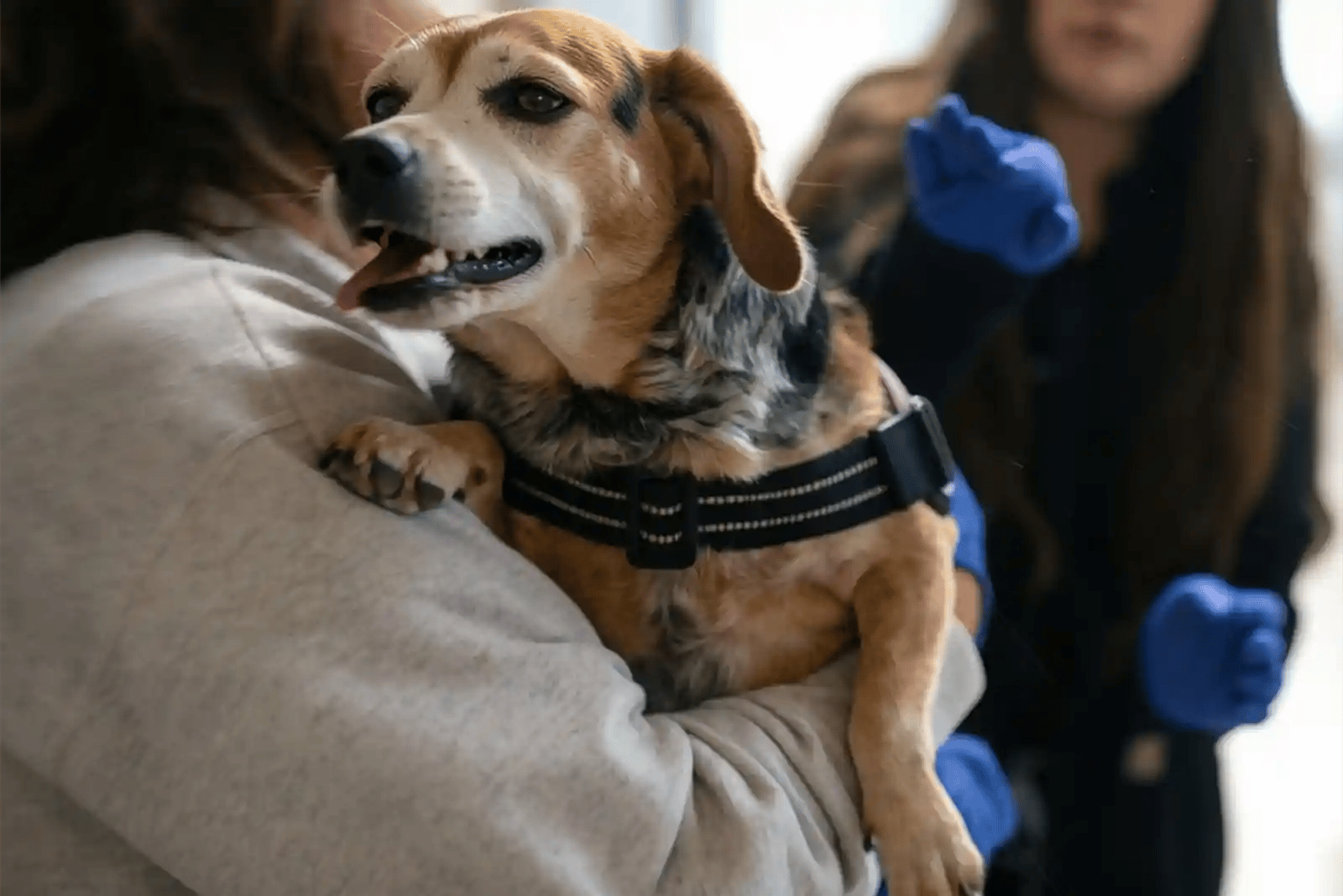 A beagle with early signs of IVDD in dogs yelps in pain when picked up.