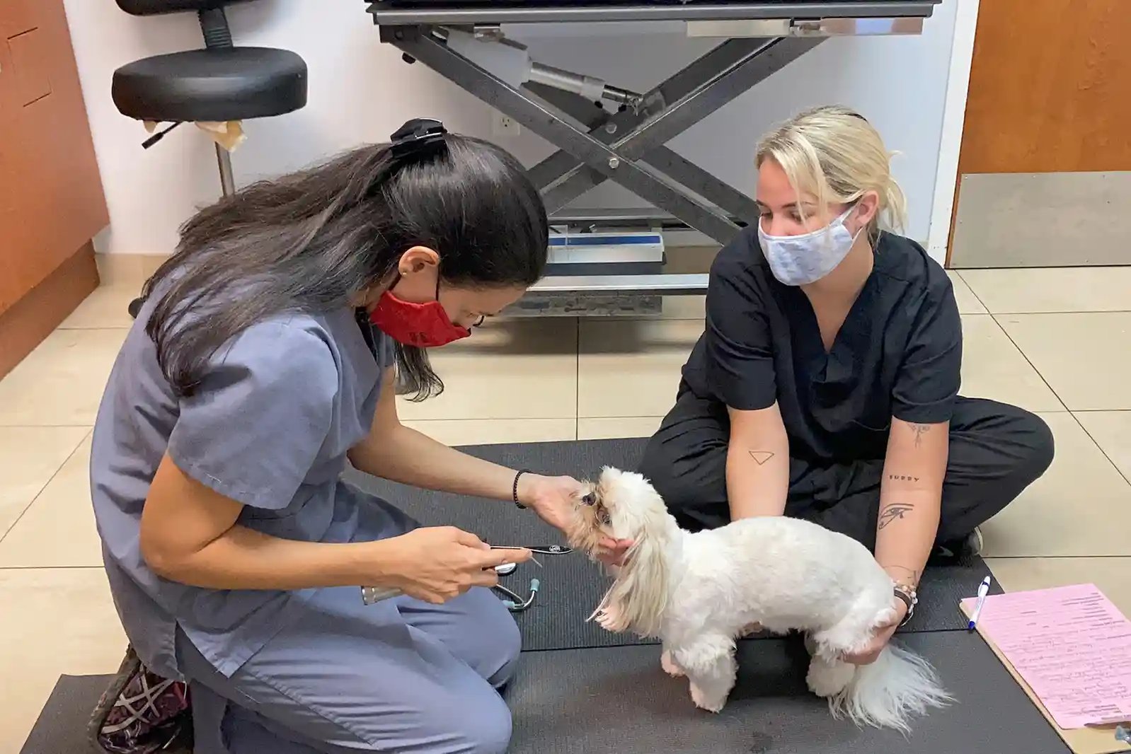 SEVN veterinary neurologist Dr. Senneca examining a patient for dog vertigo