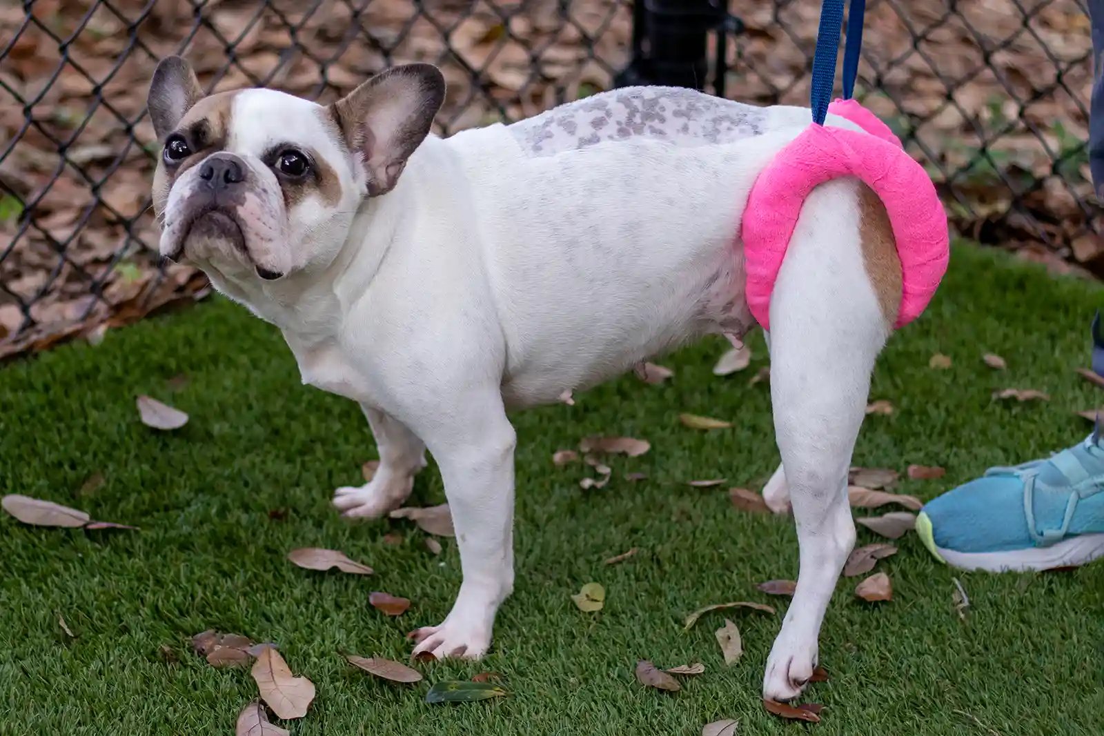 frenchie being walked with a sling post ivdd surgery at risk for myelomalacia