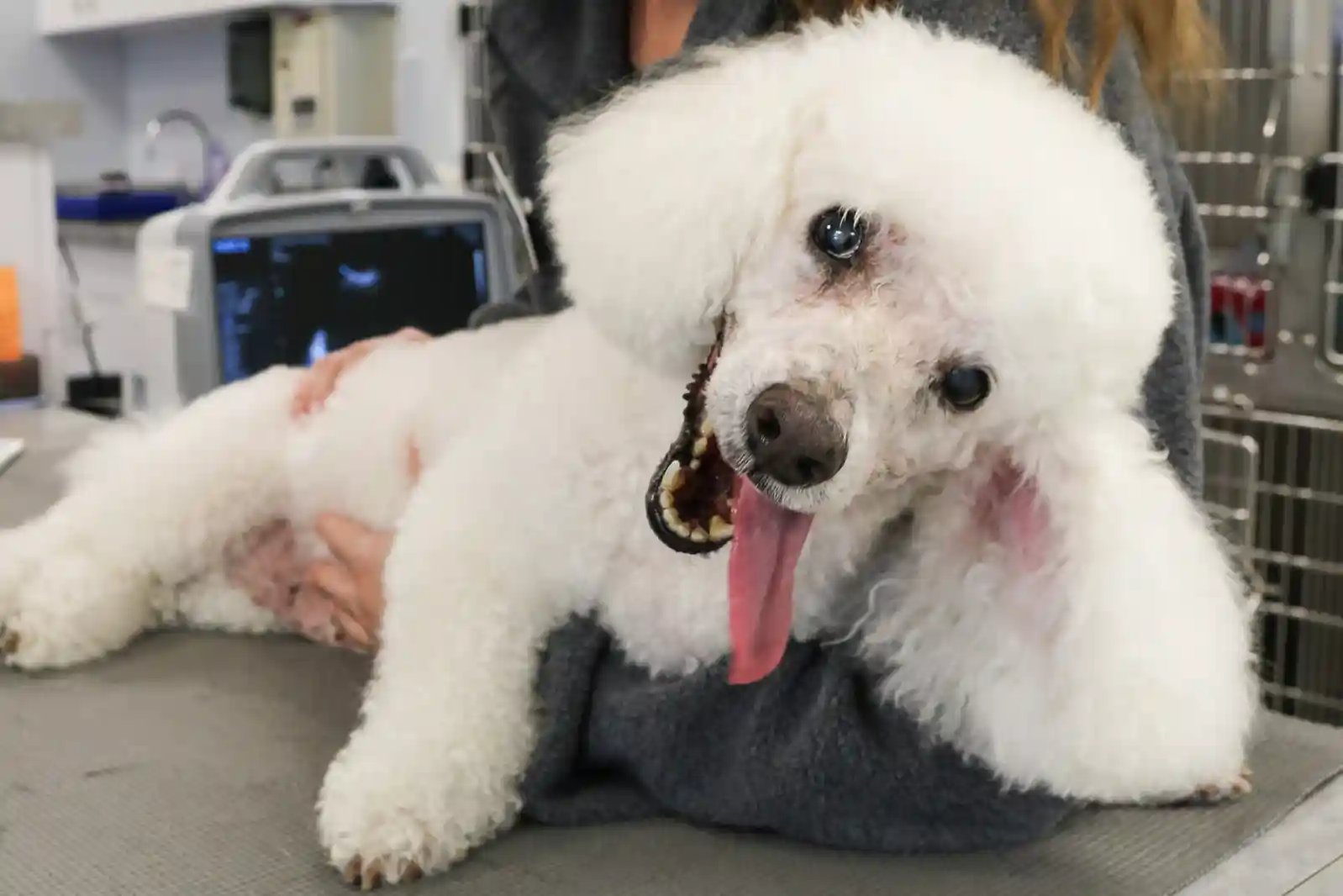 poodle with head tilt, a symptom of dog vertigo