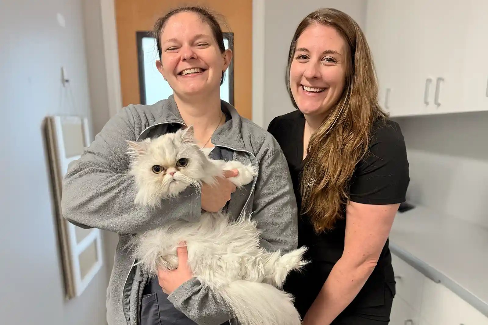 A Persian cat at risk for hydrocephalus in cats