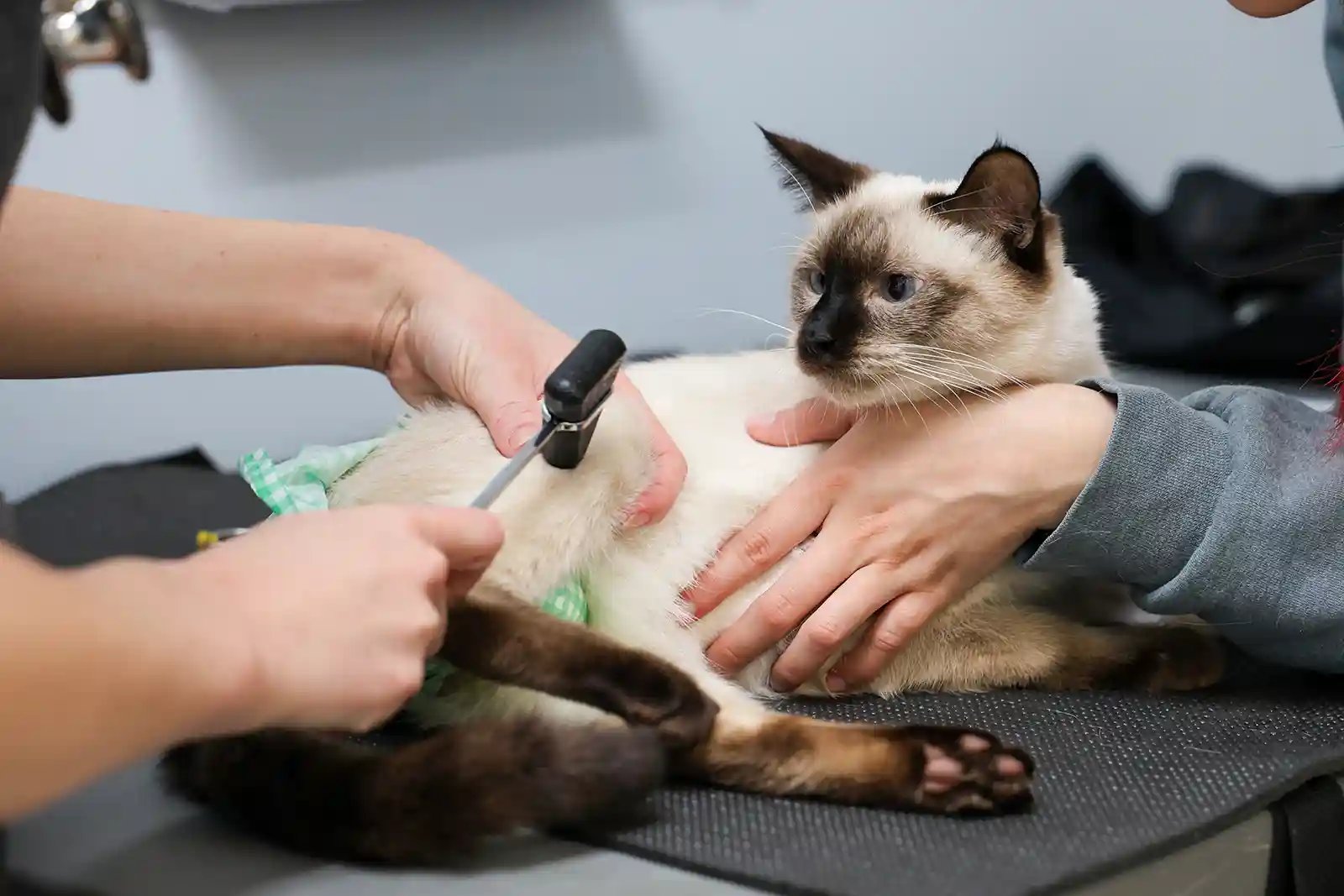 A Siamese cat is examined for hydrocephalus in cats