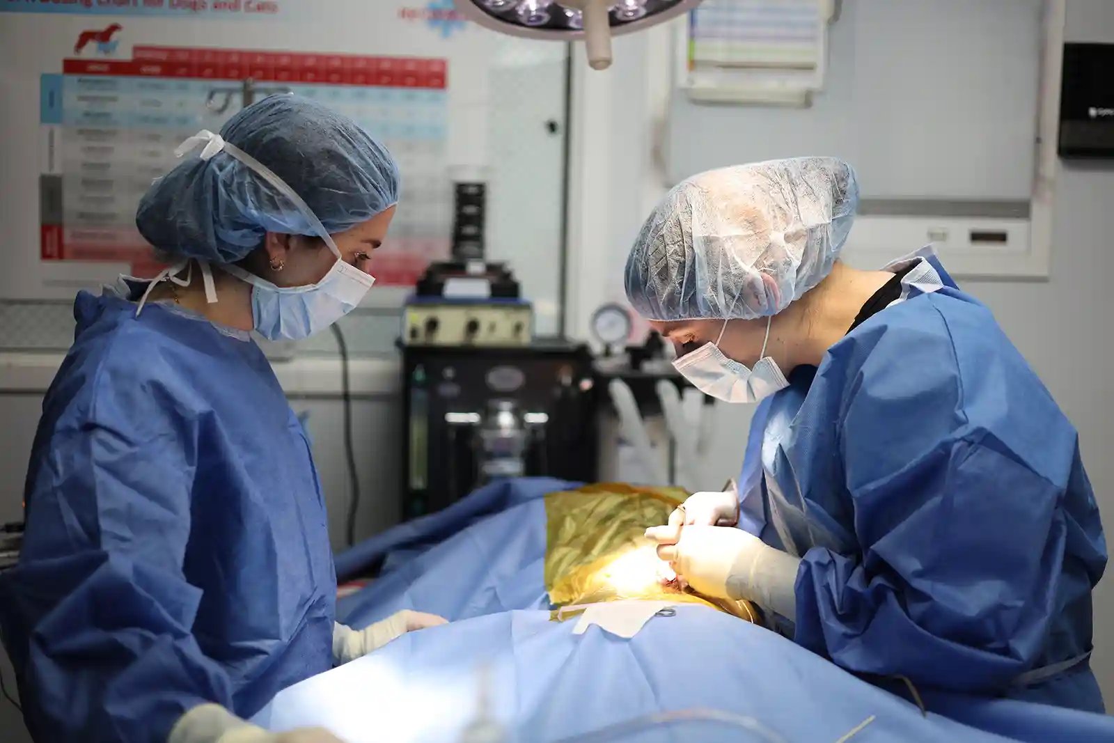 A cat undergoes surgery for hydrocephalus in cats