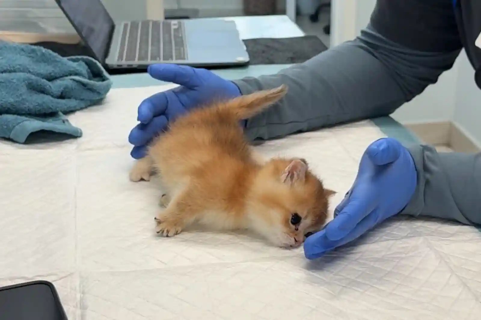 A kitten born with hydrocephalus in cats visits the neurologist