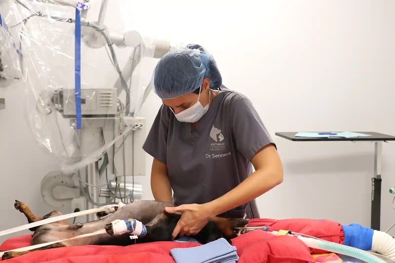 dr. senneca performing ivdd surgery on a dog at risk for myelomalacia