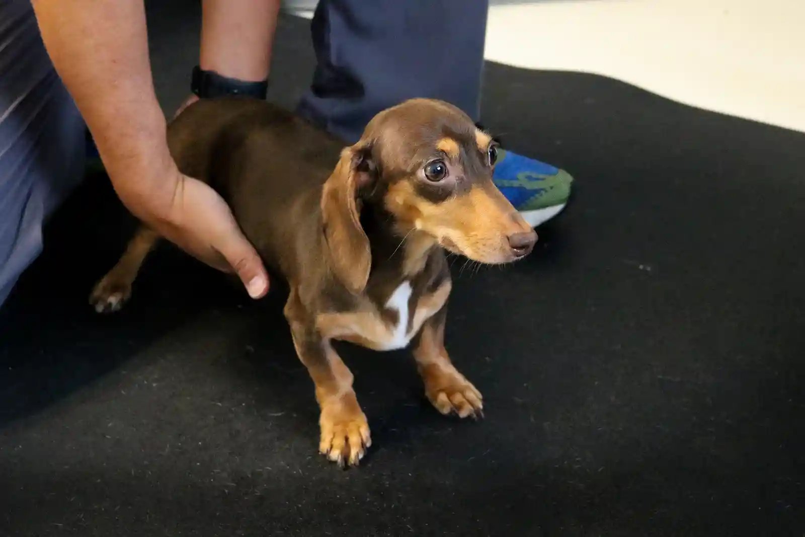 A young dachshund with IVDD is examined at Southeast Veterinary Neurology