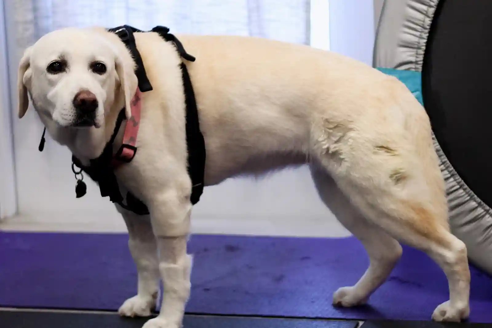 A senior lab with IVDD undergoes physical rehabilitation