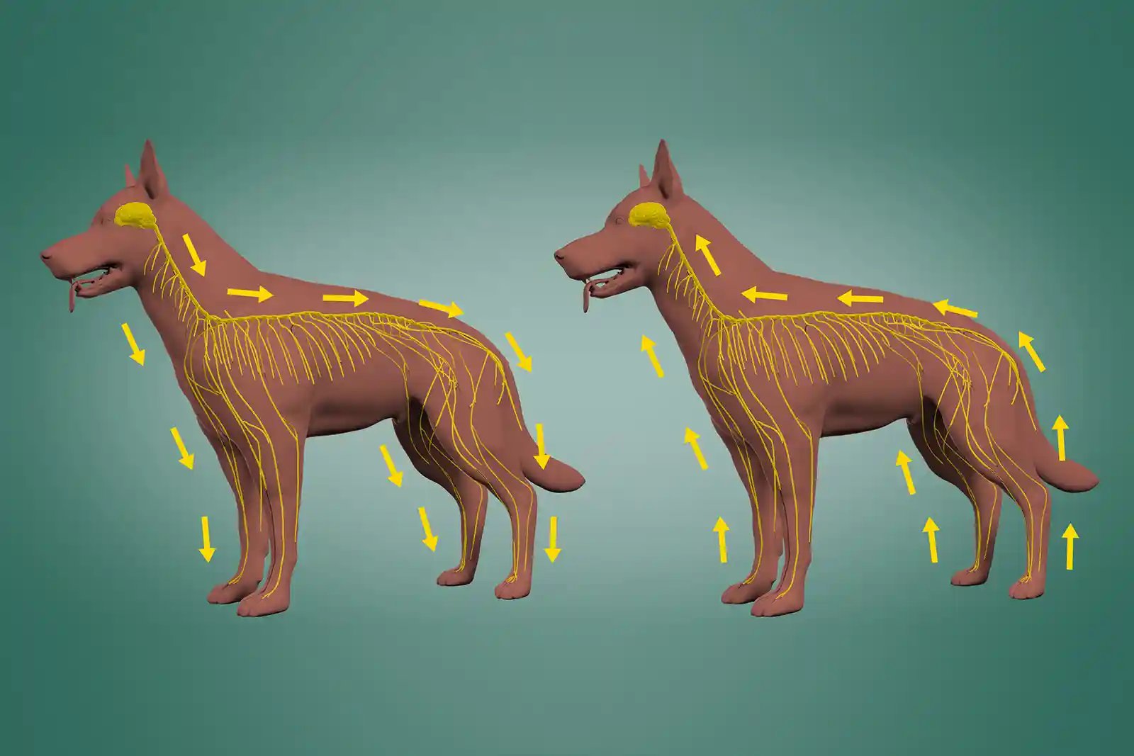 a diagram shows the way movement happens in dogs without lameness