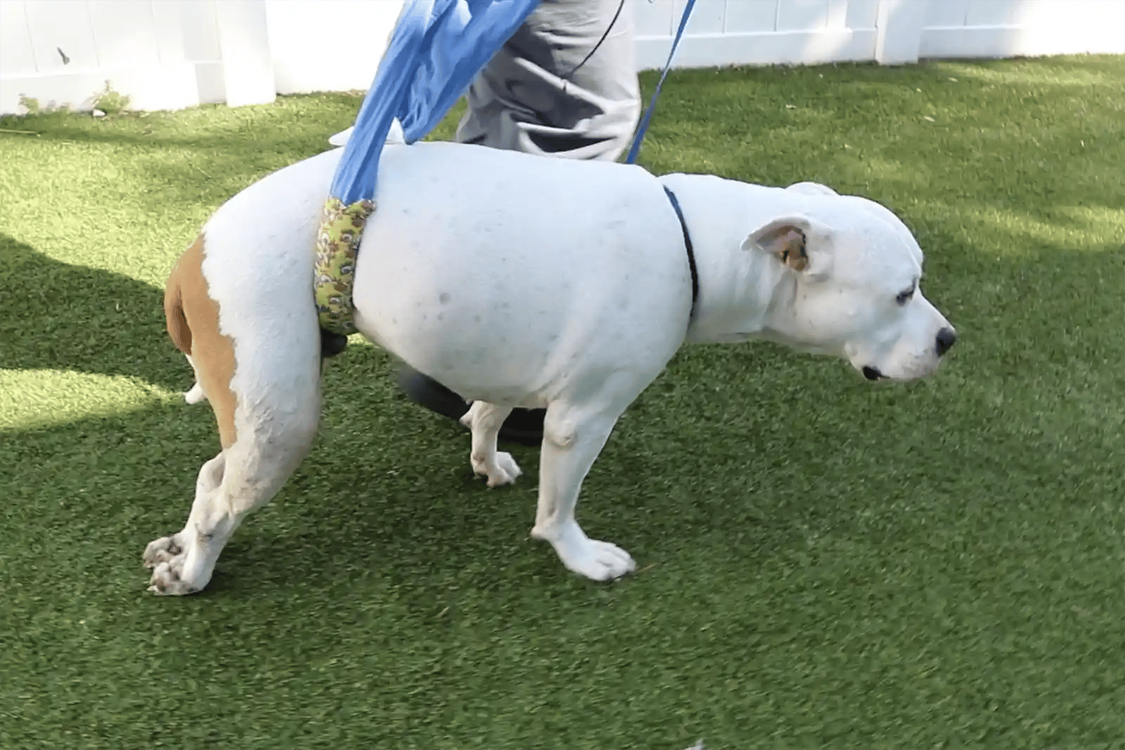 a dog with lameness is sling walked