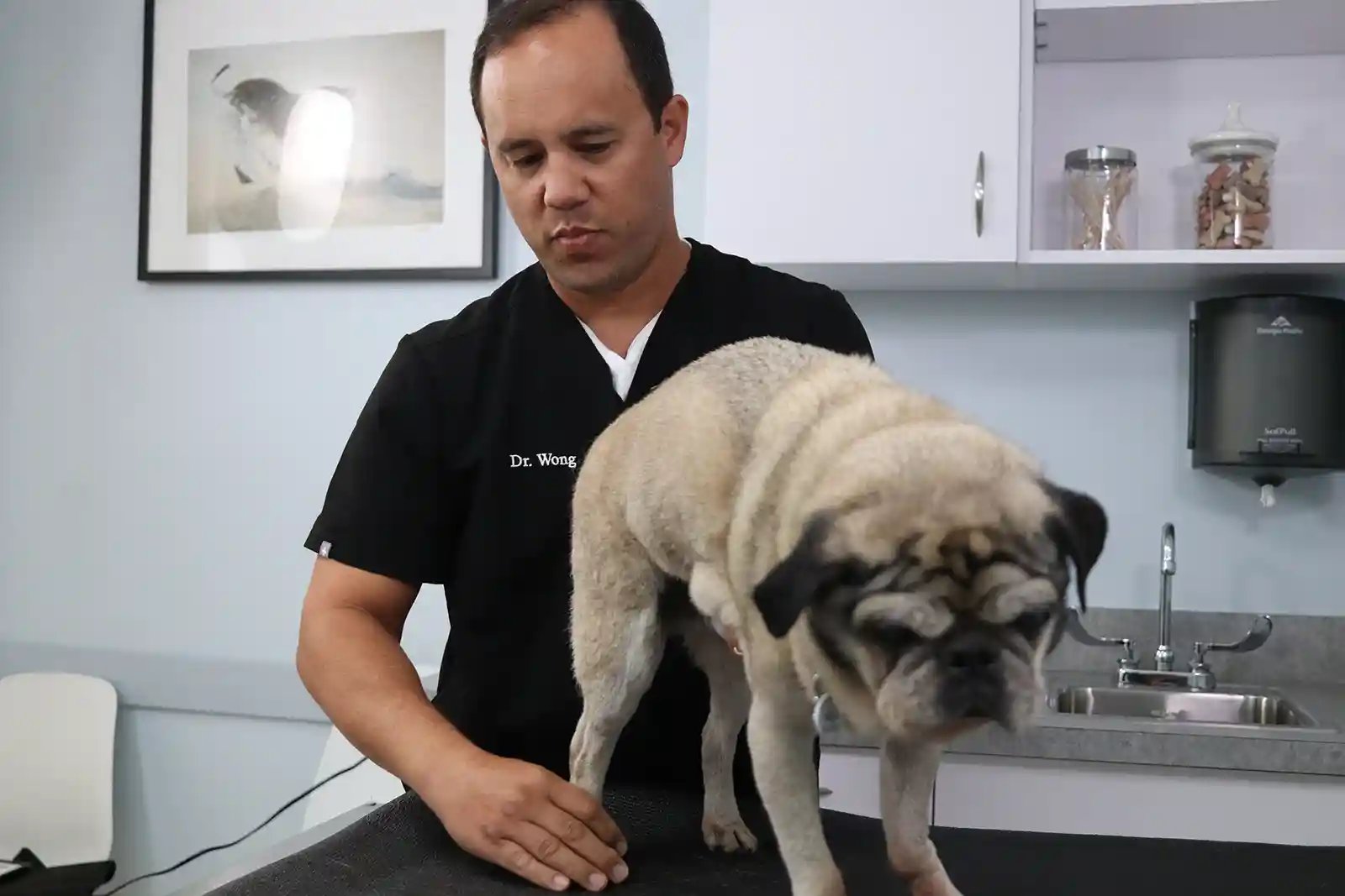 Dr. Wong examines pug patient for lameness in dogs