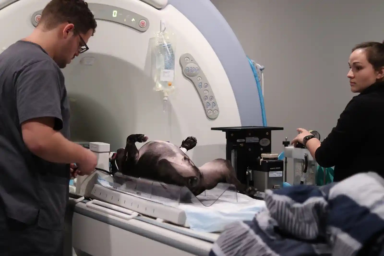 Specialty-trained veterinary technicians at SEVN prepare a patient for a dog MRI.