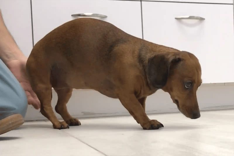 A dachshund presents to SEVN for neck pain in dogs.