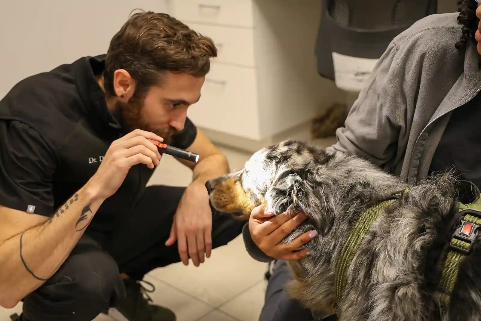 A SEVN veterinarian examines a patient for neurological symptoms in dogs.