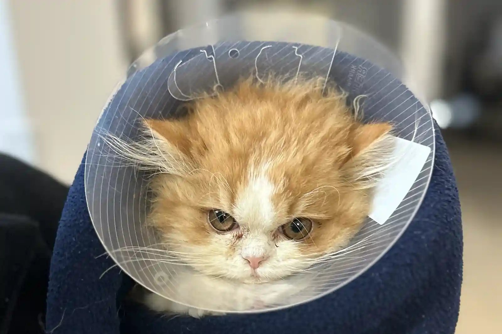 Neurological Disorders in Cats
