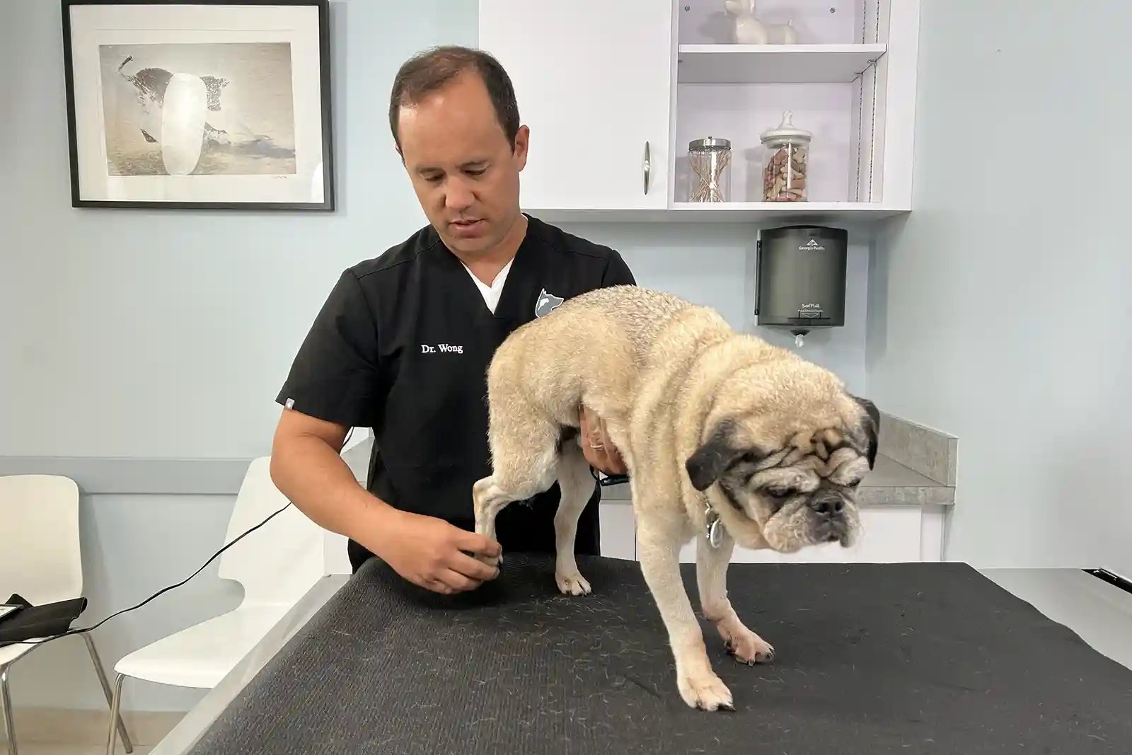Dr. Wong giving a dog with seizures a neurological exam