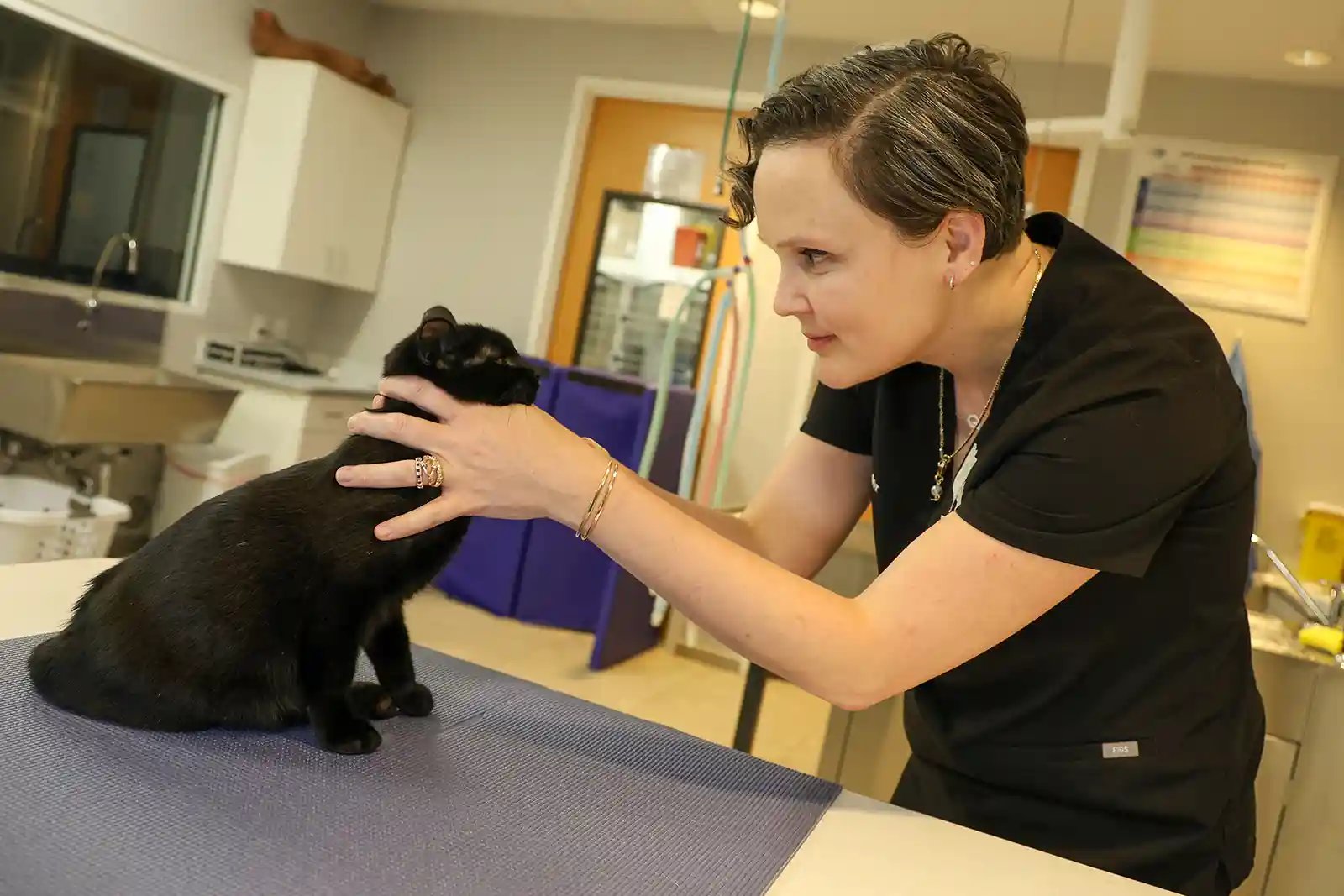 veterinary neurologist Dr. Amanda Taylor examining cat for FIP treatment