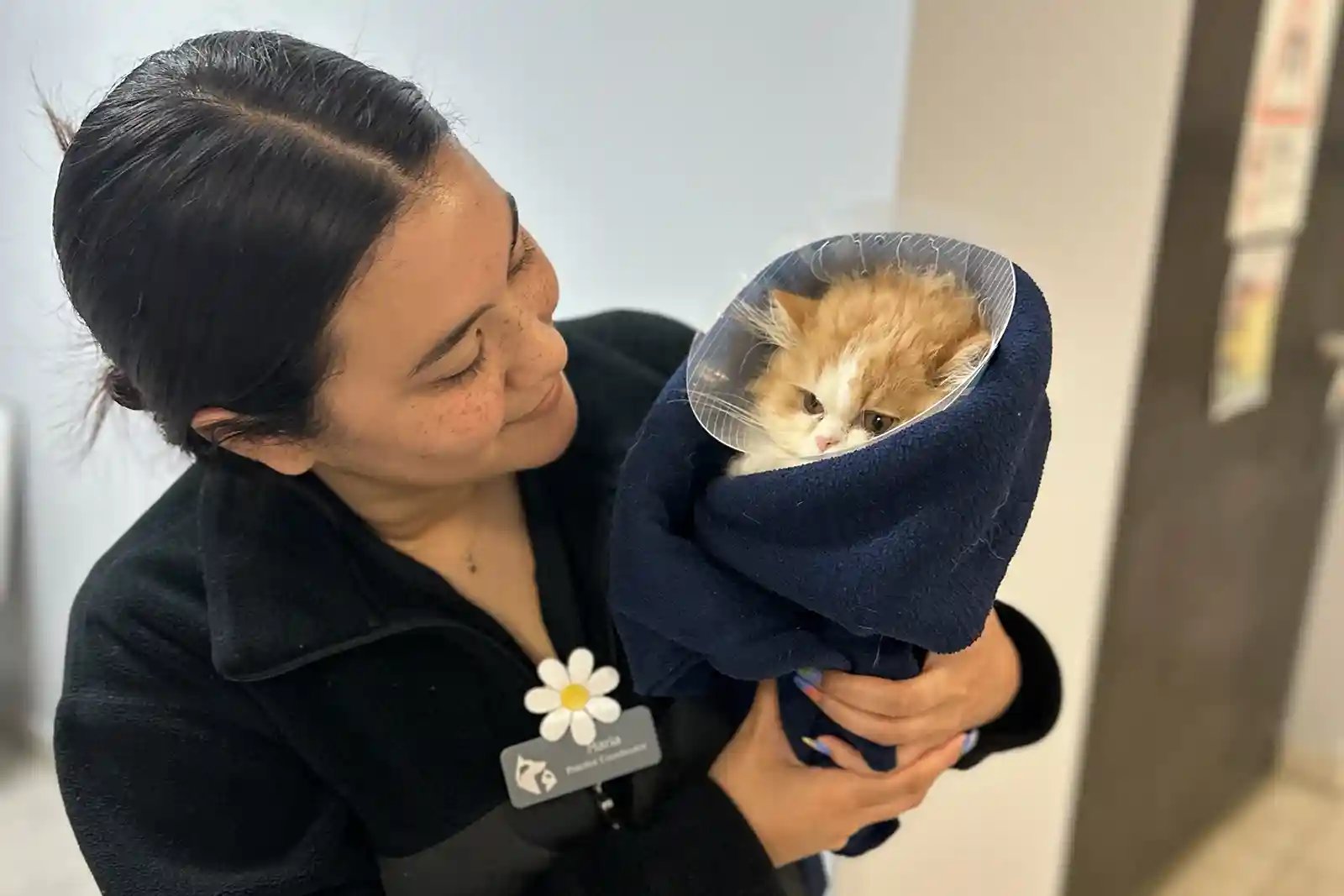 Nursing care for cat with neurological disorder