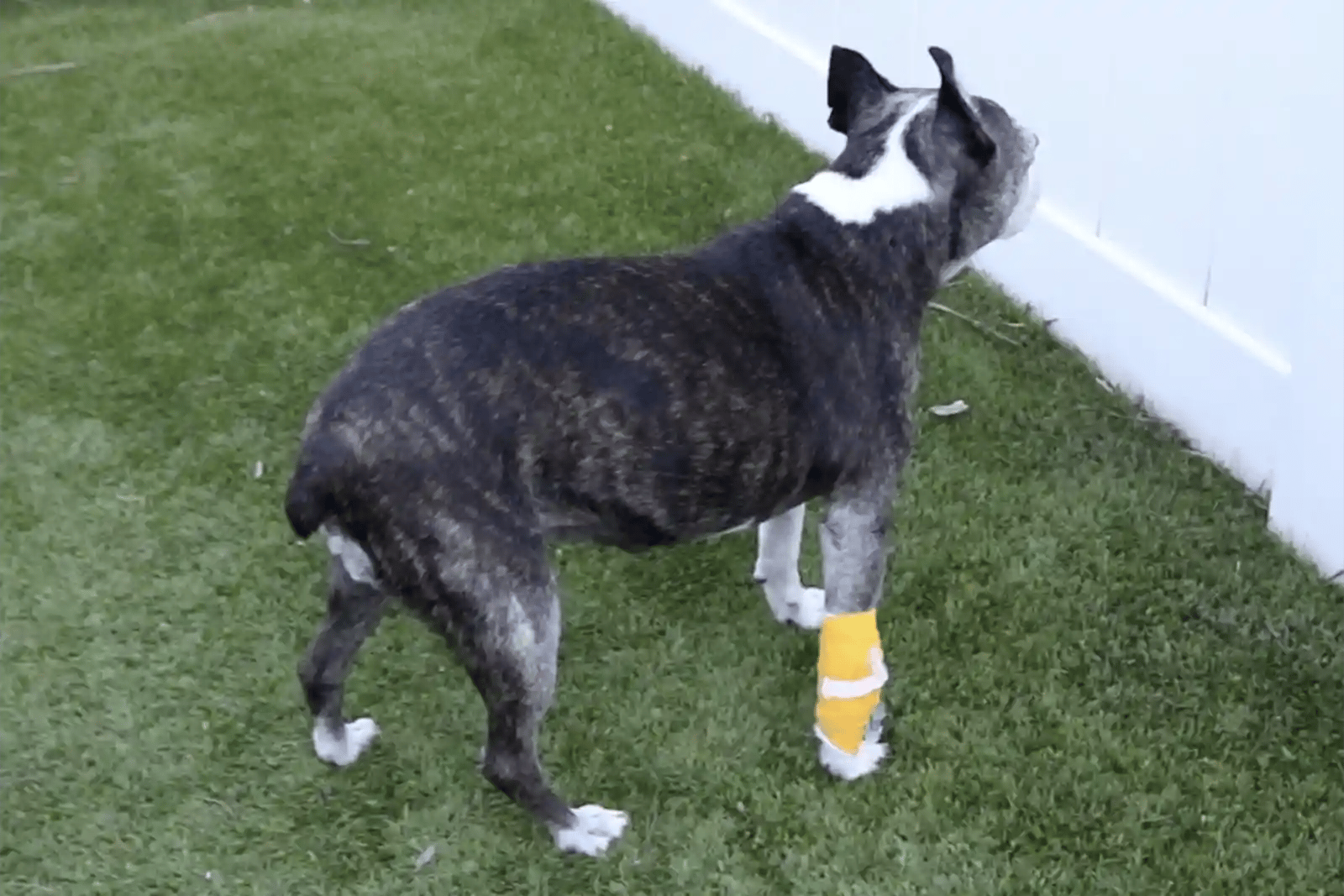 dog-blind-wall