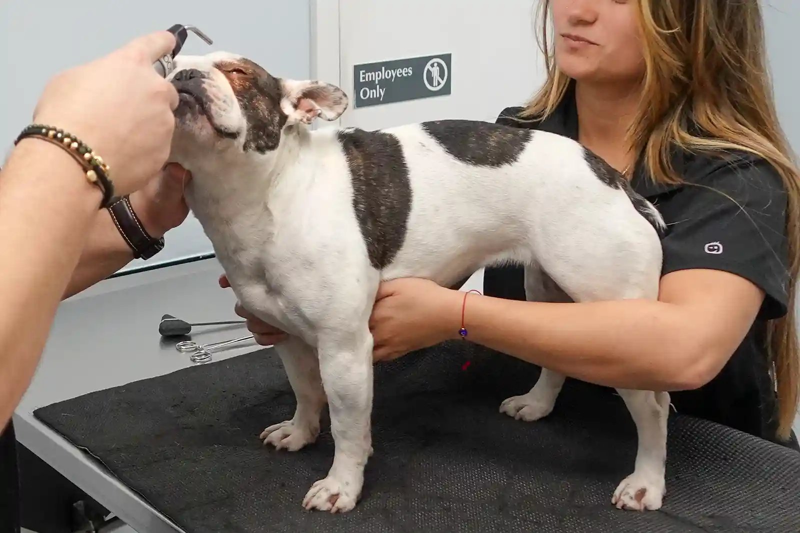 French bulldog has eyes examined for blindness