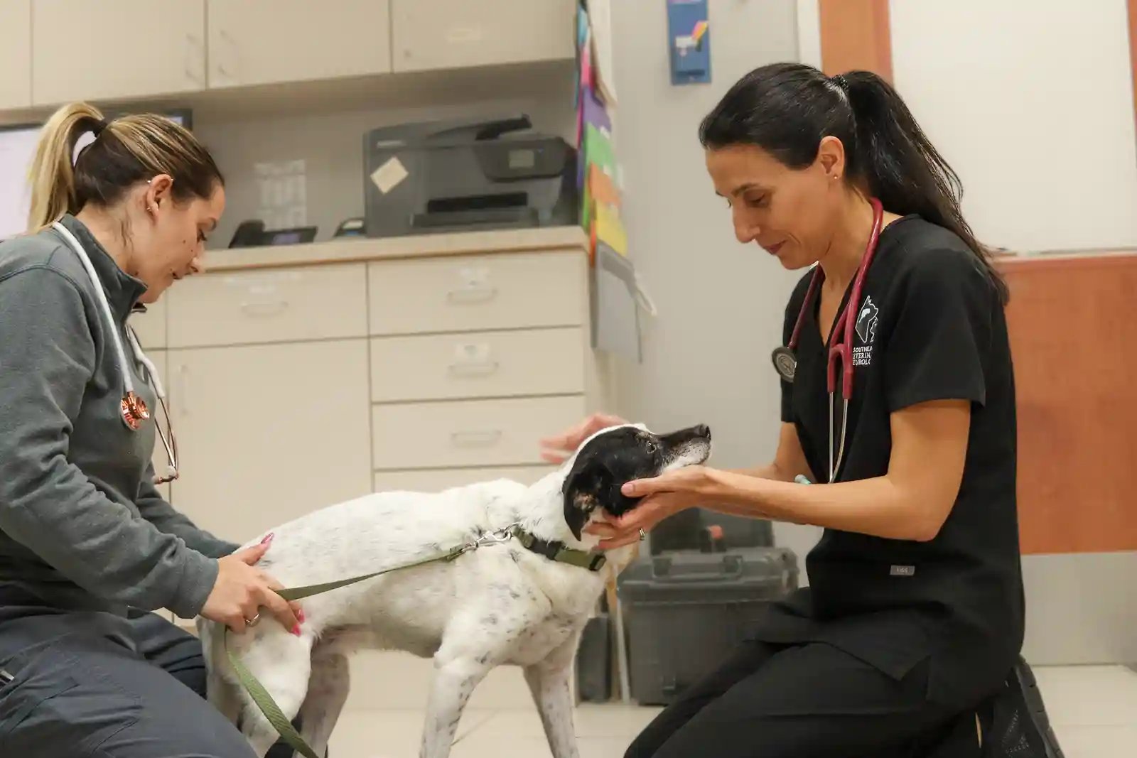 Dr. Senneca examines a dog patient before a pet MRI