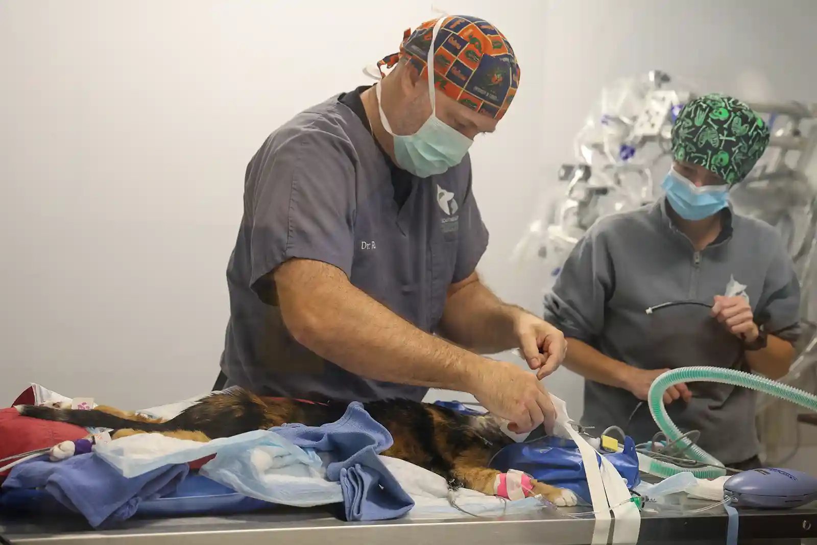 Neurologist performs surgery on cat for neurological disorder
