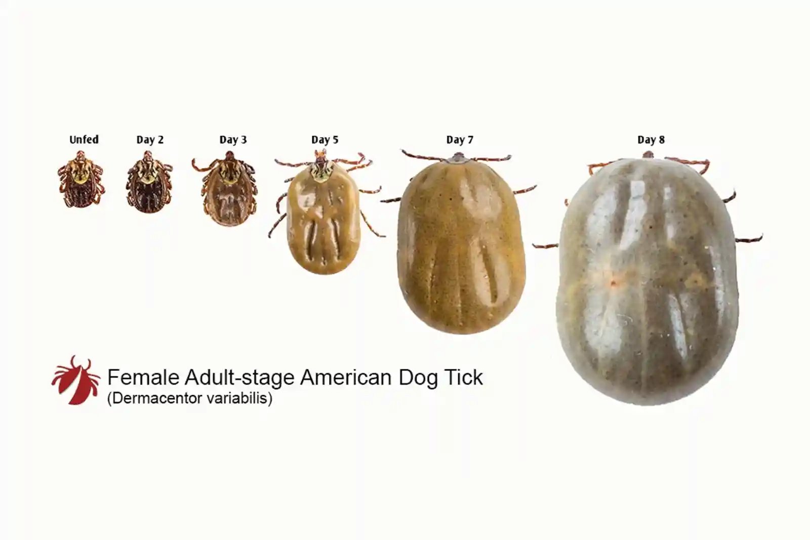 Tick paralysis in dogs is caused by the American dog tick.