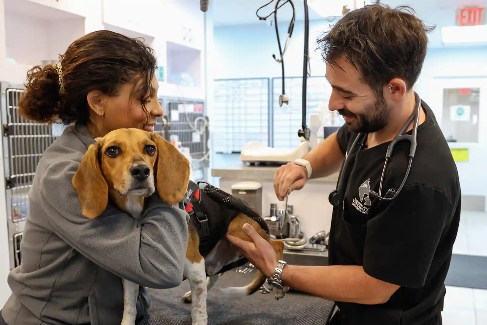 A veterinary neurologist examines a beagle for tick paralysis in dogs