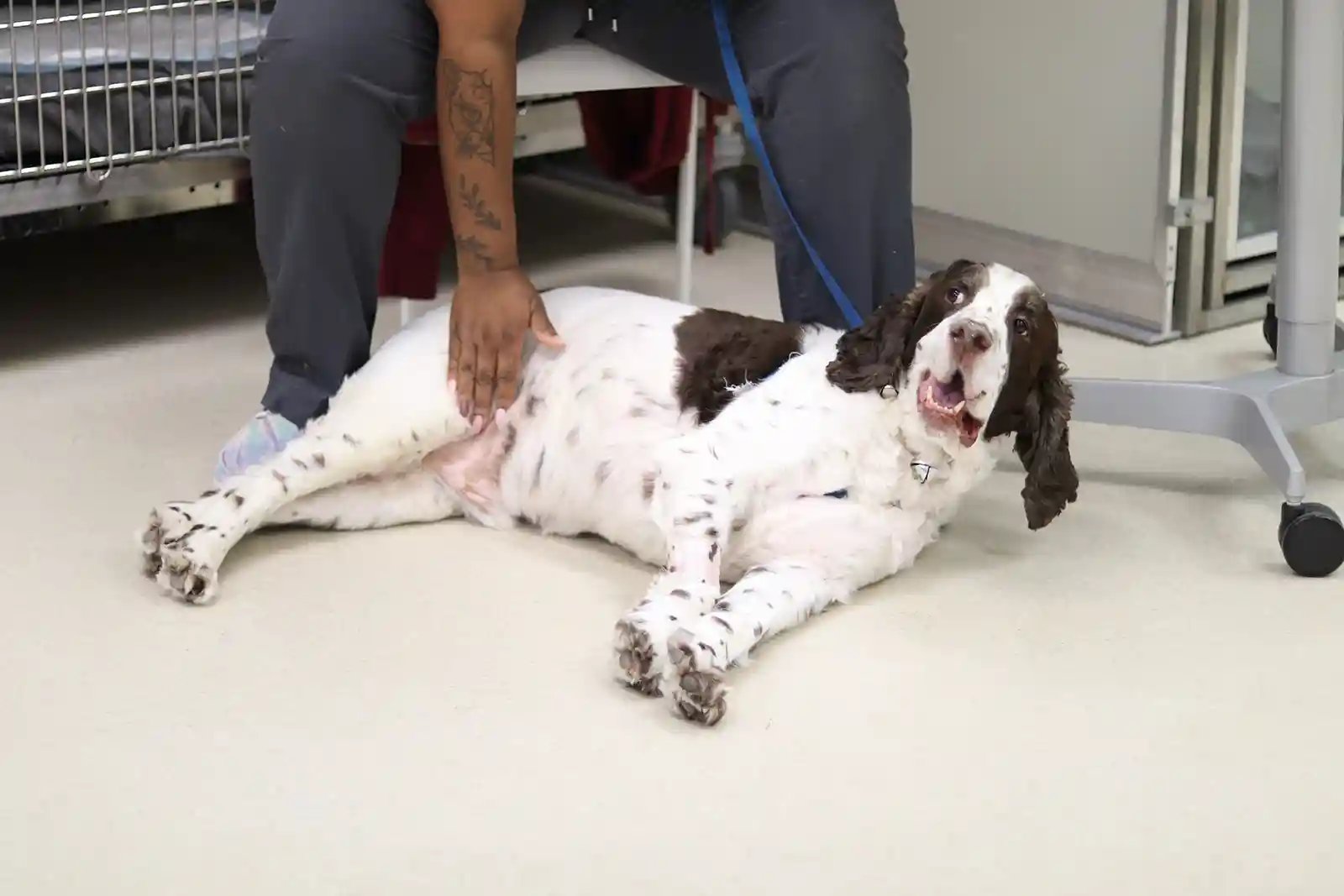 Tick paralysis in dogs progresses to recumbency in a patient