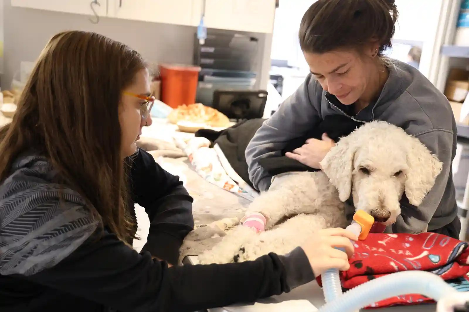 Patient undergoes treatment for advanced tick paralysis in dogs