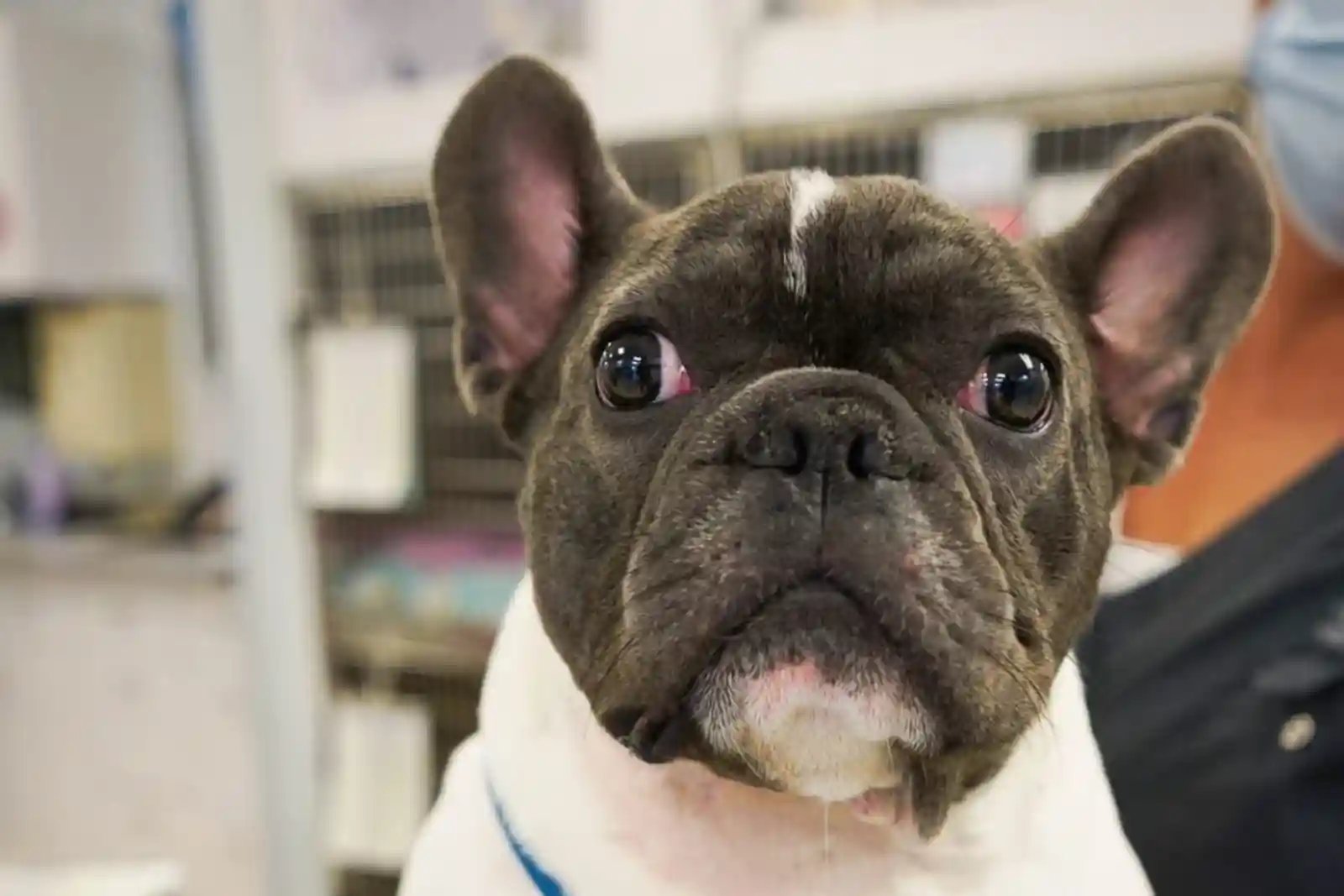 A Frenchie patient presents to SEVN to find out what triggers seizures in dogs