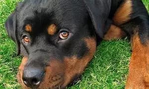 Nico-the-Rottweiler