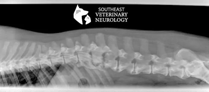 Diskospondylitis-in-dogs