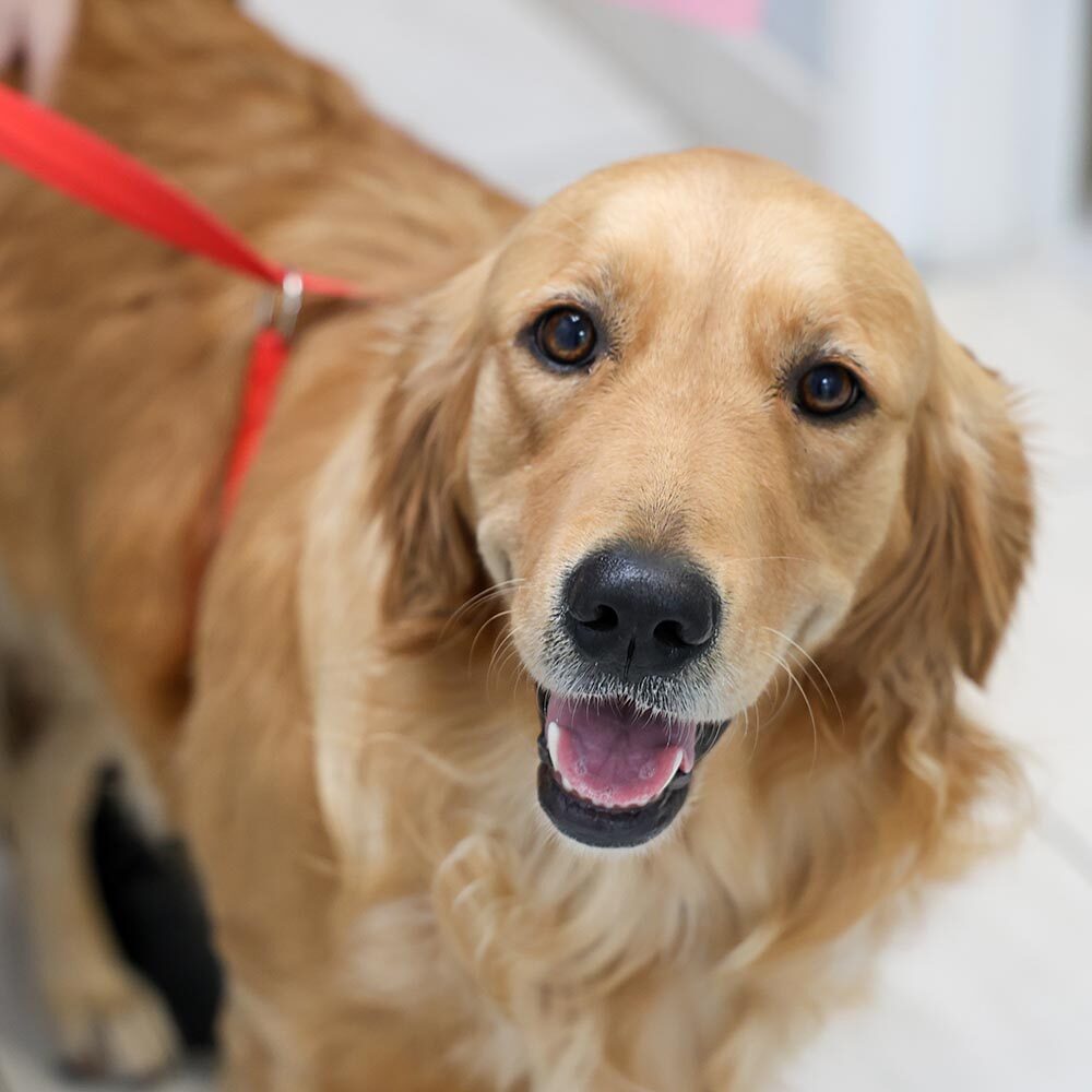 A golden retriever dog recovers from surgery with postoperative care.