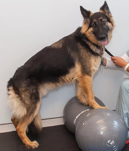 dog-undergoing-rehabilitation-at-SEVN