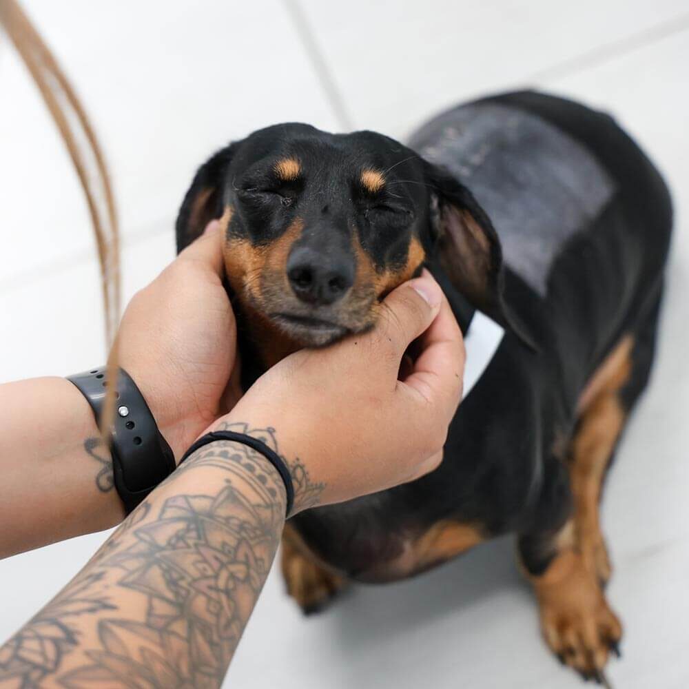 A dachshund dog with IVDD returns to SEVN for a postoperative recheck following spinal surgery to check the incision.