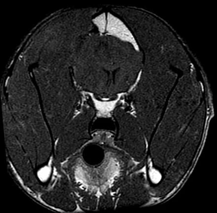 postoperative-mri-dog-brain-tumor