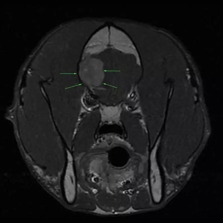 preoperative-mri-dog-brain-tumor