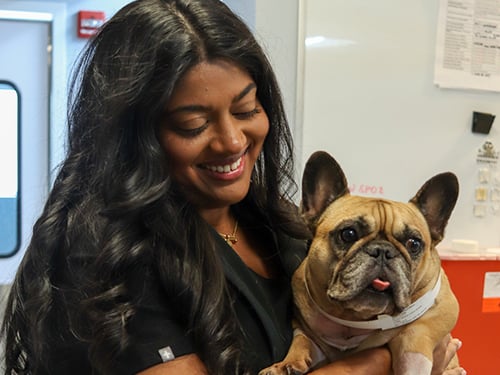 A SEVN veterinary neurologist cares for a French bulldog patient with neurological disease before a CSF analysis.