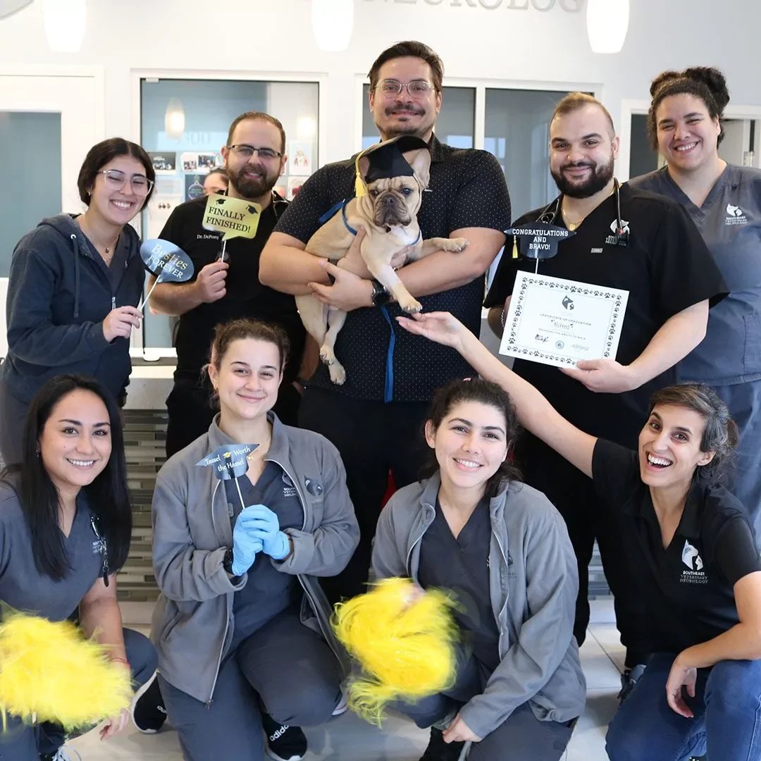 Veterinary neurologists, residents, and technicians celebrate the recovery of a French bulldog patient in South Florida as art of a rewarding career at SEVN