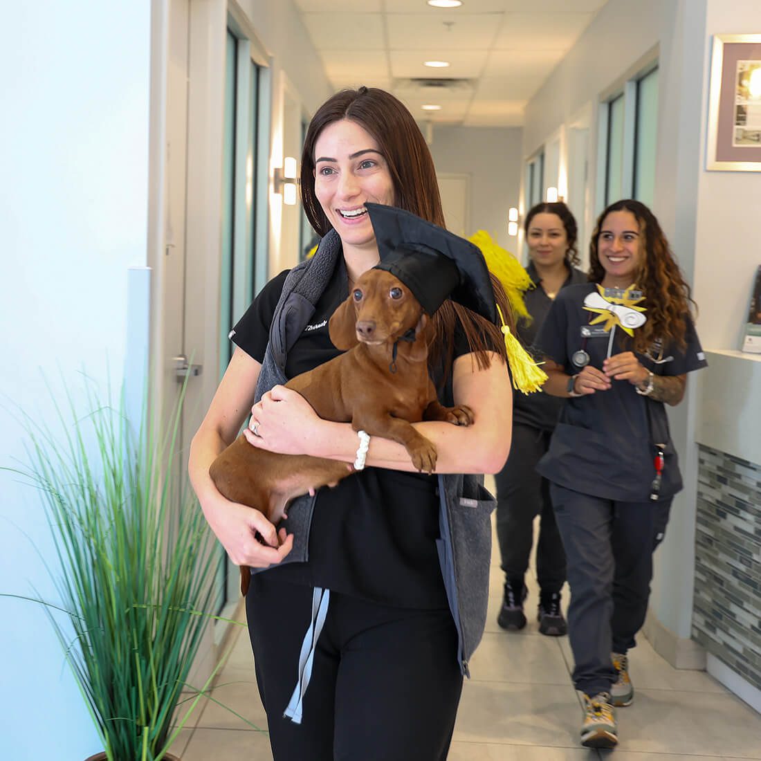 Southeast Veterinary Neurology celebrates the recovery of a dachshund patient as part of a rewarding training and career path.