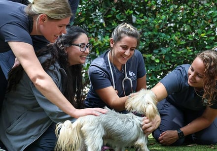 team-working-together-to-help-pet-heal-landscape